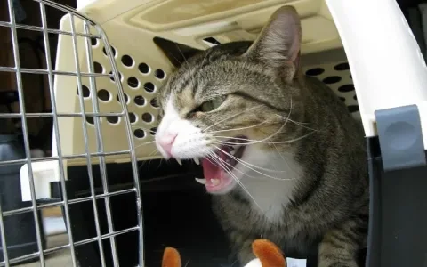 Je kat mee naar de dierenarts