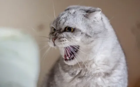 Hoe geef je een kat een pil?