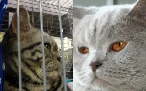 Lezersvraag: Hoe zorg ik ervoor dat ik een gezonde kat aanschaf?