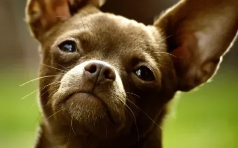 Fokker van chihuahua met patella luxatie veroordeeld