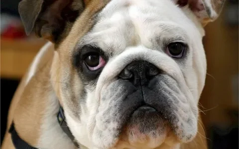 Gesnurk van ‘platkopjes’ niet schattig maar schrijnend
