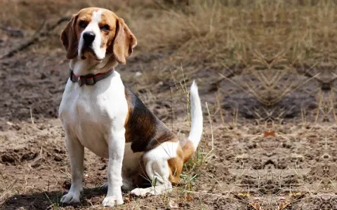 Buster de Beagle zoekt een baas