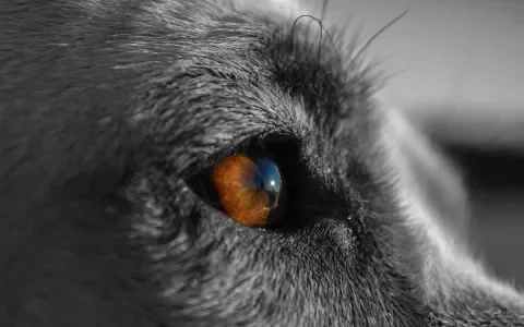 Dognitie: honden zijn slimmer dan je denkt
