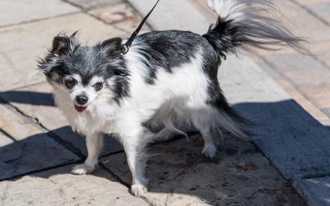 De kleine Chihuahua, groot in ziektes: losse knieschijven