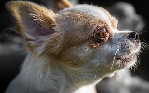 De kleine Chihuahua, groot in ziektes: een kwetsbaar koppie