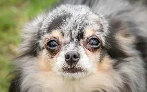 Zieke hond verplicht ruilen?