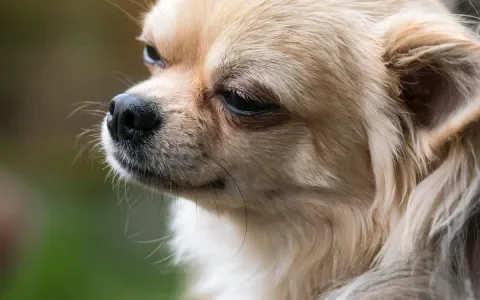 Wet fokken van gezelschapsdieren bestaat twee jaar
