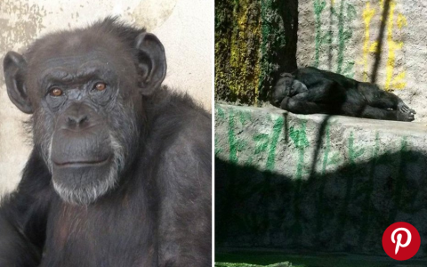 Chimpansee Cecilia heeft rechten gekregen