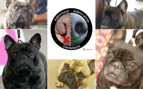 Hond2017: dierenartsen keuren meer dan 80 procent van de neuzen van de Franse Bulldog-showhonden af