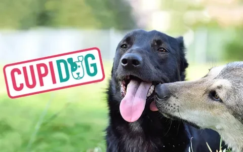 Cupidog, gezonde rasloze huishonden zonder broodfok