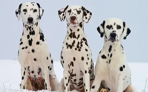Een wel héél grote familie
