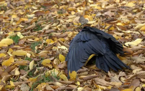Vogeldood - Tommy Wieringa