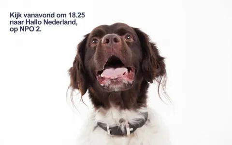 Vanavond in Hallo Nederland: zijn fokkers verantwoordelijk voor de ellende van Sproet?