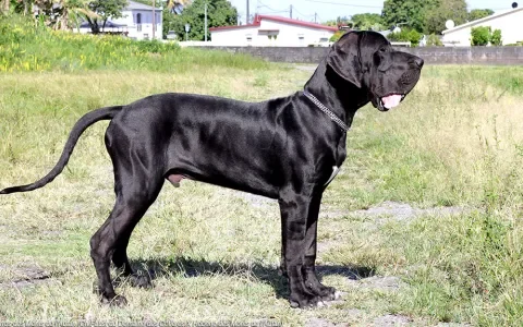 De Duitse dog in de problemen