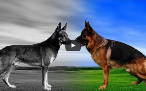 Hoe honden onherkenbaar veranderden