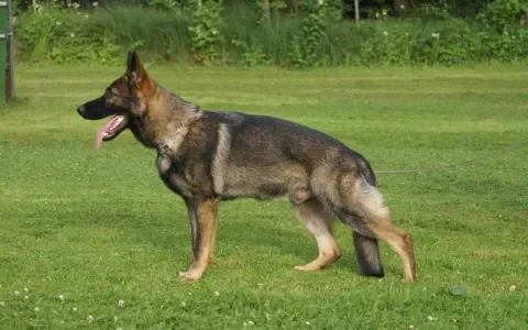 Fokker Duitse herder voor € 10.000 aansprakelijk gesteld