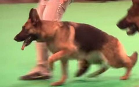 Invalide Duitse herder wint belangrijke prijs op hondenshow