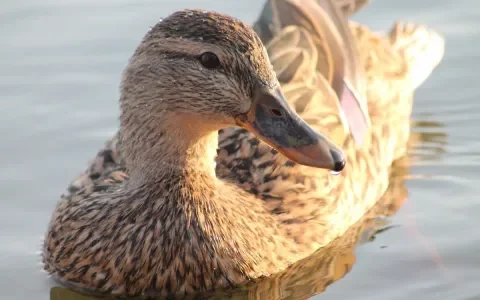 Hoopgevend debat over Wet Natuurbescherming