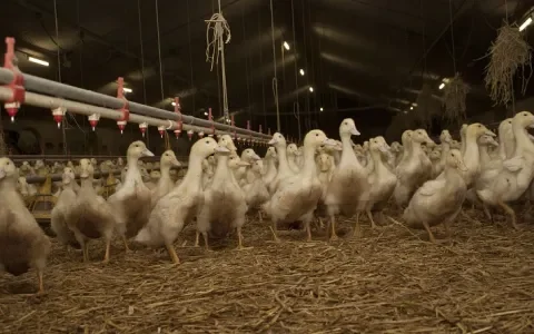 Alle eendjes zwemmen in het water... maar in Nederland niet