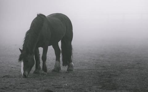 Stop eenzaamheid bij paarden!