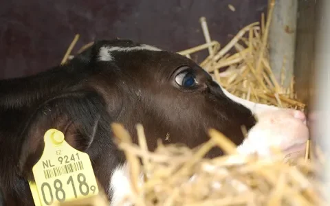 Stapels met dode kalfjes aangetroffen op veemarkt