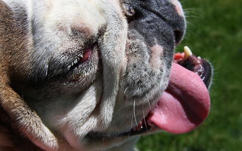 Clubs voor Engelse Bulldoggen willen genenpoel verder verkleinen