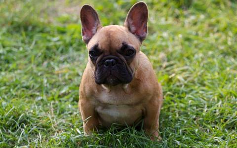 Rechtszaak omtrent fokker Franse bulldogs