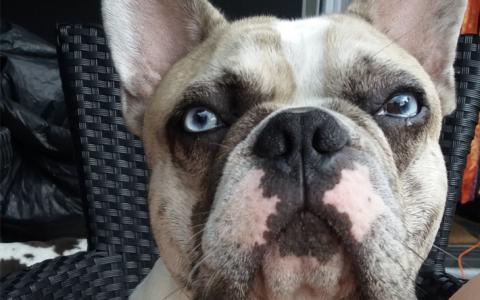 Het verhaal van Rover, een Franse Bulldog die lijdt aan het BOS-syndroom