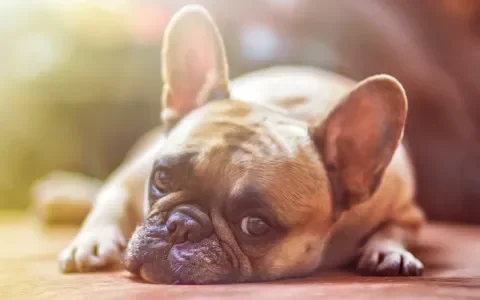 Caring Vets pleit voor handhaving van de wet Dieren