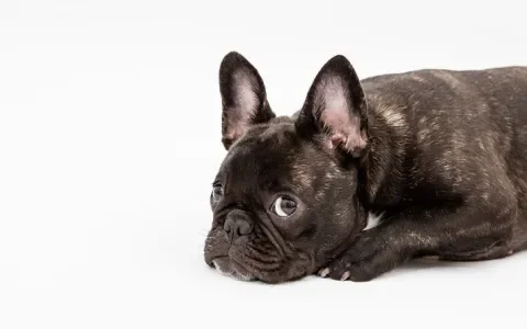 Vlaamse overheid grijpt in bij fokker Franse Bulldogs