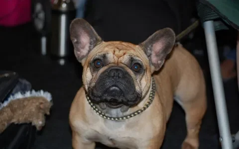 Het populairste hondje van de klas