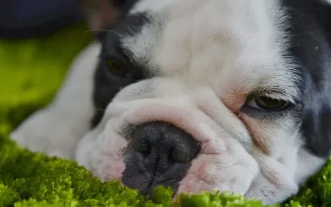 Rechtszaak Franse Bulldogs: in hoger beroep