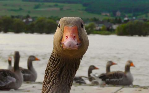 Juridisch activisten vechten voor verbod foie gras in VS
