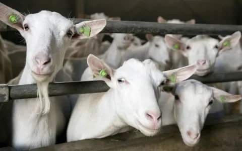 Vooruit met de geit?