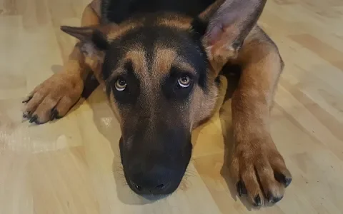 Vijf tips voor een hond met vuurwerkangst