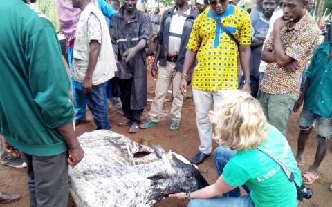 Eyes on Animals brengt verbetering in Ghanese slachthuizen