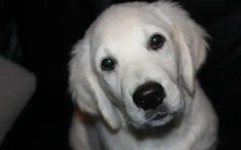 Rechtszaak Golden Retrievers: verschillende fokkers gesommeerd