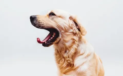 De World Dog Show en hondenstress