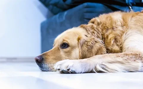 Komt een man (met zijn vrouw) bij de dokter