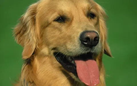 Golden Retriever met erfelijke heup dysplasie: fokker betaalt medische kosten