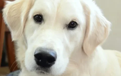 Crowdfunding rechtszaak voor Golden Retrievers