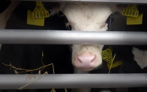 Stop het grenzeloze kalverleed!