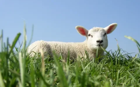 Halal - Vlees eten in de islamitische traditie