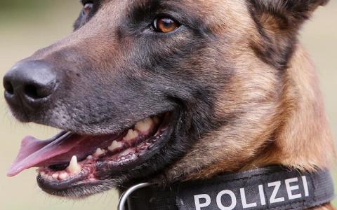 Duitse politie gebruikt minder Herdershonden 