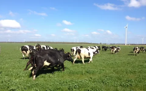 Het belang van weidegang: update 2011