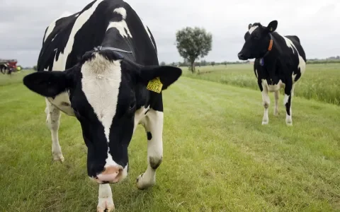 Het belang van weidegang: update 2013