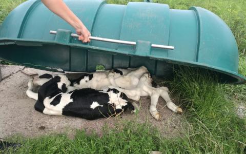 Hoge kalversterfte in de Nederlandse melkveehouderij
