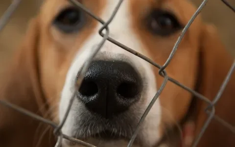 Rechter: huisdieren verwaarlozen mag, want veehouderij doet het ook