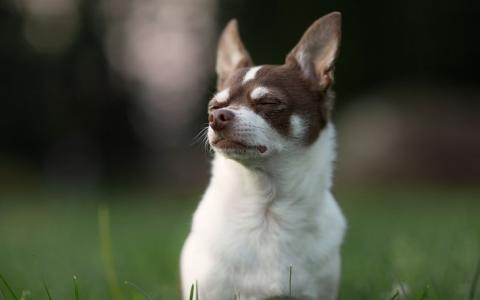 De kleine Chihuahua, groot in ziektes: misvormde schedel 