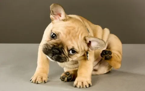 Oh nee, een hond met de kriebels!